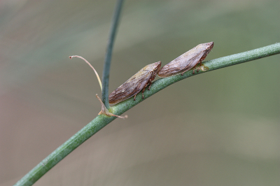 <i class='fa fa-user'></i>&nbsp;Paul Vandebroek&nbsp;|  Schuimcicade&nbsp; <i class='fa fa-eye'>&nbsp;71</i> &nbsp;<i class='fa fa-thumbs-up'>&nbsp;1</i> &nbsp; <i class='fa fa-comment-o'>&nbsp;5</i>