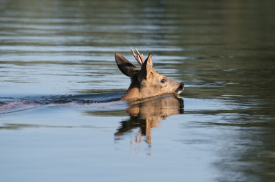 <i class='fa fa-user'></i>&nbsp;Schollevaer&nbsp;|  Ree&nbsp; <i class='fa fa-eye'>&nbsp;116</i> &nbsp; <i class='fa fa-comment-o'>&nbsp;4</i>