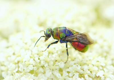 <i class='fa fa-user'></i>&nbsp;Nel R&nbsp;|  Zandgoudwesp&nbsp; <i class='fa fa-eye'>&nbsp;101</i> &nbsp;<i class='fa fa-thumbs-up'>&nbsp;1</i> &nbsp; <i class='fa fa-comment-o'>&nbsp;4</i>