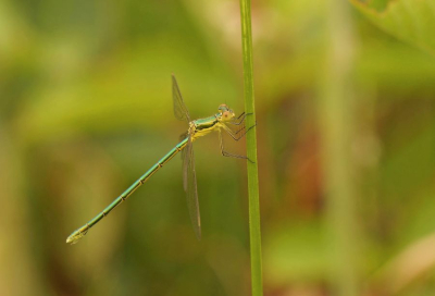 <i class='fa fa-user'></i>&nbsp;Jelle Bakker&nbsp;|  Tengere Pantserjuffer&nbsp; <i class='fa fa-eye'>&nbsp;66</i> &nbsp;<i class='fa fa-thumbs-up'>&nbsp;1</i> &nbsp; <i class='fa fa-comment-o'>&nbsp;1</i>