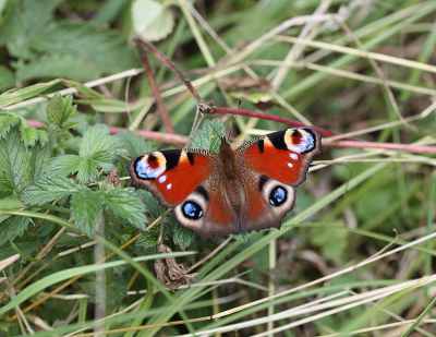 <i class='fa fa-user'></i>&nbsp;Paul Vandebroek&nbsp;|  Dagpauwoog&nbsp; <i class='fa fa-eye'>&nbsp;49</i> &nbsp; <i class='fa fa-comment-o'>&nbsp;2</i>