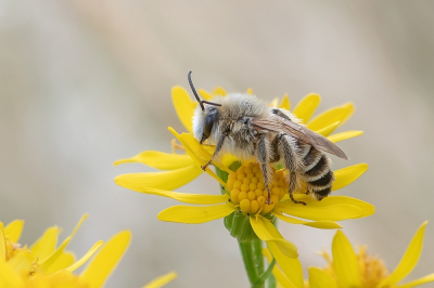 <i class='fa fa-user'></i>&nbsp;Johan van Gurp&nbsp;|  Pluimvoetbij&nbsp; <i class='fa fa-eye'>&nbsp;64</i> &nbsp;<i class='fa fa-thumbs-up'>&nbsp;2</i> &nbsp; <i class='fa fa-comment-o'>&nbsp;2</i>