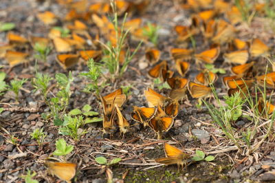 <i class='fa fa-user'></i>&nbsp;Jan Luit&nbsp;|  Zwartsprietdikkopje&nbsp; <i class='fa fa-eye'>&nbsp;137</i> &nbsp;<i class='fa fa-thumbs-up'>&nbsp;4</i> &nbsp; <i class='fa fa-comment-o'>&nbsp;5</i>