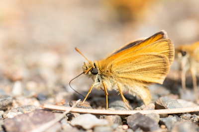 <i class='fa fa-user'></i>&nbsp;Jan Luit&nbsp;|  Zwartsprietdikkopje&nbsp; <i class='fa fa-eye'>&nbsp;60</i> &nbsp;<i class='fa fa-thumbs-up'>&nbsp;2</i> &nbsp; <i class='fa fa-comment-o'>&nbsp;2</i>