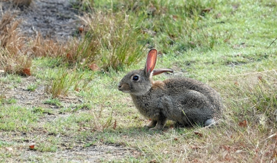 <i class='fa fa-user'></i>&nbsp;nelappelmelk&nbsp;|  Konijn&nbsp; <i class='fa fa-eye'>&nbsp;74</i> &nbsp;<i class='fa fa-thumbs-up'>&nbsp;1</i> &nbsp; <i class='fa fa-comment-o'>&nbsp;2</i>