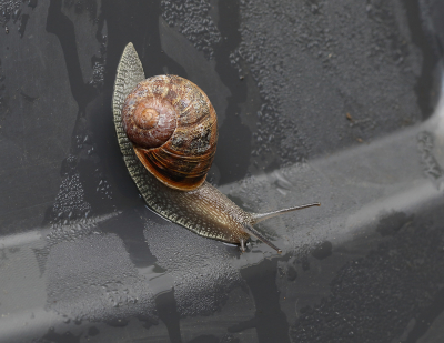 <i class='fa fa-user'></i>&nbsp;Ad Sprang&nbsp;|  Segrijnslak&nbsp; <i class='fa fa-eye'>&nbsp;56</i> &nbsp;<i class='fa fa-thumbs-up'>&nbsp;3</i> &nbsp; <i class='fa fa-comment-o'>&nbsp;3</i>