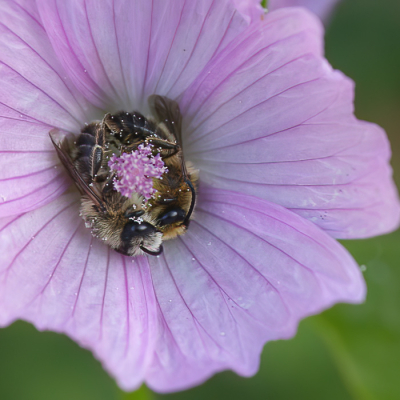 Deze bijensoort vindt het heerlijk om het klein kaasjeskruid in onze tuin te slapen. En ik vind het dan weer prachtig daar naar te kijken en het vast te leggen.