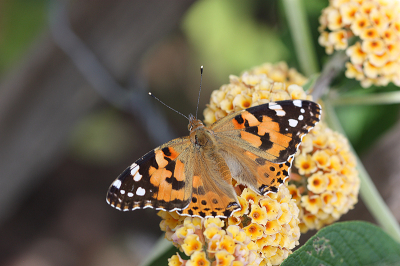 <i class='fa fa-user'></i>&nbsp;Paul Vandebroek&nbsp;|  Distelvlinder&nbsp; <i class='fa fa-eye'>&nbsp;59</i> &nbsp;<i class='fa fa-thumbs-up'>&nbsp;1</i> &nbsp; <i class='fa fa-comment-o'>&nbsp;5</i>