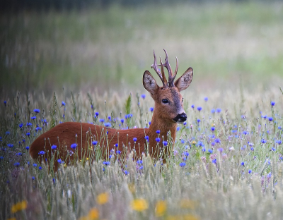 <i class='fa fa-user'></i>&nbsp;robert-jan&nbsp;|  Ree&nbsp; <i class='fa fa-eye'>&nbsp;146</i> &nbsp;<i class='fa fa-thumbs-up'>&nbsp;12</i> &nbsp; <i class='fa fa-comment-o'>&nbsp;10</i>