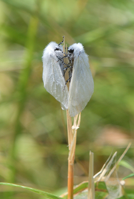 <i class='fa fa-user'></i>&nbsp;josephine&nbsp;|  Satijnvlinder&nbsp; <i class='fa fa-eye'>&nbsp;87</i> &nbsp; <i class='fa fa-comment-o'>&nbsp;2</i>