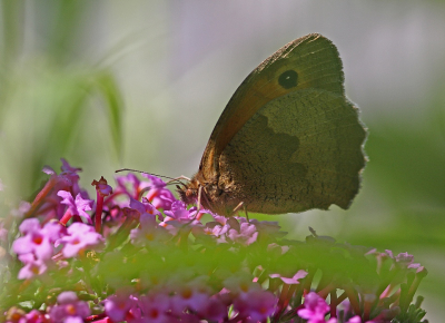 <i class='fa fa-user'></i>&nbsp;Cor&nbsp;|  Bruin Zandoogje&nbsp; <i class='fa fa-eye'>&nbsp;54</i> &nbsp;<i class='fa fa-thumbs-up'>&nbsp;1</i> &nbsp; <i class='fa fa-comment-o'>&nbsp;5</i>