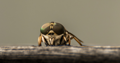 <i class='fa fa-user'></i>&nbsp;ErnovanDoorn&nbsp;|  Grijze Runderdaas&nbsp; <i class='fa fa-eye'>&nbsp;61</i> &nbsp;<i class='fa fa-thumbs-up'>&nbsp;1</i> &nbsp; <i class='fa fa-comment-o'>&nbsp;1</i>