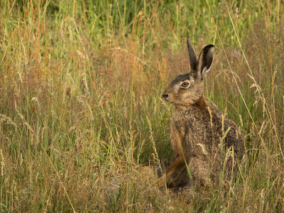 <i class='fa fa-user'></i>&nbsp;Truus Aletta Maan&nbsp;|  Haas&nbsp; <i class='fa fa-eye'>&nbsp;58</i> &nbsp; <i class='fa fa-comment-o'>&nbsp;2</i>