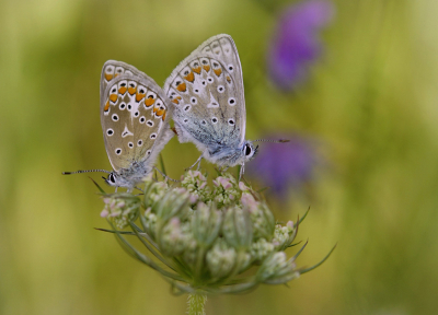 <i class='fa fa-user'></i>&nbsp;Nel R&nbsp;|  Icarusblauwtje&nbsp; <i class='fa fa-eye'>&nbsp;59</i> &nbsp;<i class='fa fa-thumbs-up'>&nbsp;3</i> &nbsp; <i class='fa fa-comment-o'>&nbsp;3</i>