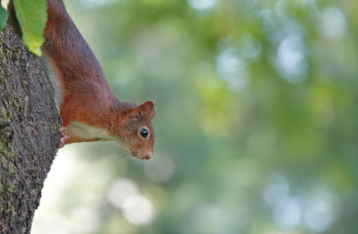 <i class='fa fa-user'></i>&nbsp;nelappelmelk&nbsp;|  Eekhoorn&nbsp; <i class='fa fa-eye'>&nbsp;70</i> &nbsp;<i class='fa fa-thumbs-up'>&nbsp;5</i> &nbsp; <i class='fa fa-comment-o'>&nbsp;6</i>