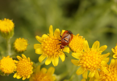 <i class='fa fa-user'></i>&nbsp;Jelle Bakker&nbsp;|  Rode Halsbandwants&nbsp; <i class='fa fa-eye'>&nbsp;51</i> &nbsp; <i class='fa fa-comment-o'>&nbsp;2</i>