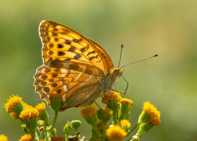 <i class='fa fa-user'></i>&nbsp;pietwil&nbsp;|  Keizersmantel&nbsp; <i class='fa fa-eye'>&nbsp;66</i> &nbsp;<i class='fa fa-thumbs-up'>&nbsp;1</i> &nbsp; <i class='fa fa-comment-o'>&nbsp;3</i>