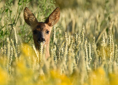 <i class='fa fa-user'></i>&nbsp;robert-jan&nbsp;|  Ree&nbsp; <i class='fa fa-eye'>&nbsp;62</i> &nbsp;<i class='fa fa-thumbs-up'>&nbsp;1</i> &nbsp; <i class='fa fa-comment-o'>&nbsp;2</i>