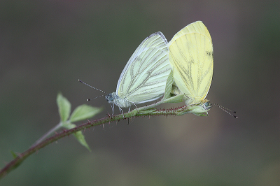 <i class='fa fa-user'></i>&nbsp;Paul Vandebroek&nbsp;|  Klein Geaderd Witje&nbsp; <i class='fa fa-eye'>&nbsp;75</i> &nbsp;<i class='fa fa-thumbs-up'>&nbsp;7</i> &nbsp; <i class='fa fa-comment-o'>&nbsp;6</i>