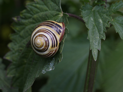 Info: Waarneming.nl
Deze in algemene soort wordt ook wel bruingerande tuinslak genoemd, naar de donkere kleur van de verdikte mondrand. Bij onvolwassen exemplaren is deze band er echter nog niet (dan is er ook nog geen verdikte mondrand) en dan is het verschil met de witgerande tuinslak niet of nauwelijks te maken. De gewone tuinslak kent een grote hoeveelheid aan kleurvariaties: wit, geel, roze, lichtbruin, olijfbruin en donkerbruin.

Op het huisje van de tuinslak bevinden zich normaliter 5 donkere kleurbanden. Het is echter geen uitzondering dat een of meer van de kleurbanden ontbreken. Exemplaren met veel strepen leven in meer begroeide plaatsen, minder gestreepte slakken leven vaak in open plekken als graslanden. Deze soort heeft een voorkeur voor levende planten als brandnetel en boterbloem.