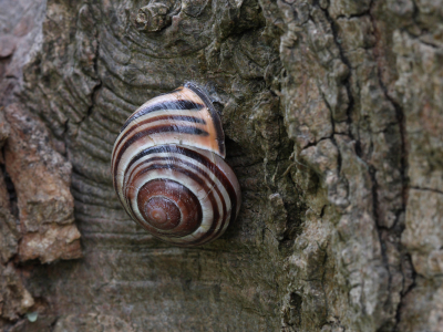 Opname omstandigheden:Info: Waarneming.nl
Deze in algemene soort wordt ook wel bruingerande tuinslak genoemd, naar de donkere kleur van de verdikte mondrand. Bij onvolwassen exemplaren is deze band er echter nog niet (dan is er ook nog geen verdikte mondrand) en dan is het verschil met de witgerande tuinslak niet of nauwelijks te maken. De gewone tuinslak kent een grote hoeveelheid aan kleurvariaties: wit, geel, roze, lichtbruin, olijfbruin en donkerbruin.

Op het huisje van de tuinslak bevinden zich normaliter 5 donkere kleurbanden. Het is echter geen uitzondering dat een of meer van de kleurbanden ontbreken. Exemplaren met veel strepen leven in meer begroeide plaatsen, minder gestreepte slakken leven vaak in open plekken als graslanden. Deze soort heeft een voorkeur voor levende planten als brandnetel en boterbloem.