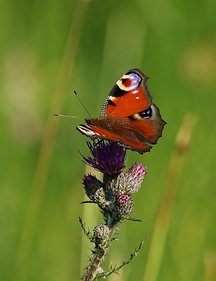 <i class='fa fa-user'></i>&nbsp;Ben Aalders&nbsp;|  Dagpauwoog&nbsp; <i class='fa fa-eye'>&nbsp;66</i> &nbsp;<i class='fa fa-thumbs-up'>&nbsp;3</i> &nbsp; <i class='fa fa-comment-o'>&nbsp;3</i>