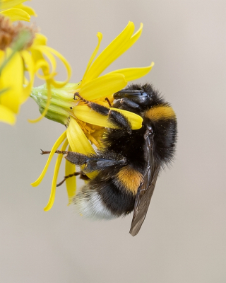 <i class='fa fa-user'></i>&nbsp;Johan van Gurp&nbsp;|  Aardhommel&nbsp; <i class='fa fa-eye'>&nbsp;52</i> &nbsp;<i class='fa fa-thumbs-up'>&nbsp;1</i> &nbsp; <i class='fa fa-comment-o'>&nbsp;2</i>