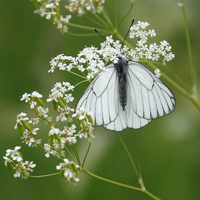 <i class='fa fa-user'></i>&nbsp;Ben Aalders&nbsp;|  Groot Geaderd Witje&nbsp; <i class='fa fa-eye'>&nbsp;99</i> &nbsp;<i class='fa fa-thumbs-up'>&nbsp;8</i> &nbsp; <i class='fa fa-comment-o'>&nbsp;10</i>