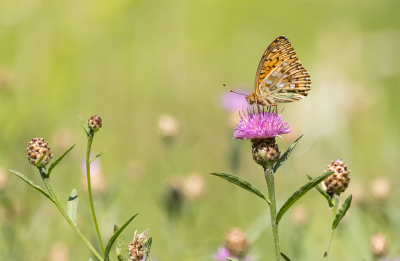 <i class='fa fa-user'></i>&nbsp;David&nbsp;|  Grote Parelmoervlinder&nbsp; <i class='fa fa-eye'>&nbsp;101</i> &nbsp;<i class='fa fa-thumbs-up'>&nbsp;3</i> &nbsp; <i class='fa fa-comment-o'>&nbsp;4</i>