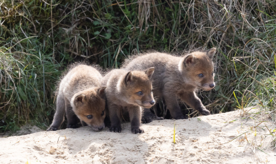 <i class='fa fa-user'></i>&nbsp;David&nbsp;|  Vos&nbsp; <i class='fa fa-eye'>&nbsp;121</i> &nbsp;<i class='fa fa-thumbs-up'>&nbsp;3</i> &nbsp; <i class='fa fa-comment-o'>&nbsp;4</i>