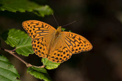 <i class='fa fa-user'></i>&nbsp;Willem Verhagen&nbsp;|  Keizersmantel&nbsp; <i class='fa fa-eye'>&nbsp;101</i> &nbsp;<i class='fa fa-thumbs-up'>&nbsp;7</i> &nbsp; <i class='fa fa-comment-o'>&nbsp;9</i>