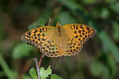 <i class='fa fa-user'></i>&nbsp;Willem Verhagen&nbsp;|  Keizersmantel&nbsp; <i class='fa fa-eye'>&nbsp;95</i> &nbsp;<i class='fa fa-thumbs-up'>&nbsp;5</i> &nbsp; <i class='fa fa-comment-o'>&nbsp;7</i>