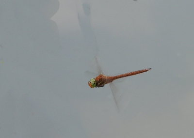 <i class='fa fa-user'></i>&nbsp;Jovanzo&nbsp;|  Vroege Glazenmaker&nbsp; <i class='fa fa-eye'>&nbsp;89</i> &nbsp;<i class='fa fa-thumbs-up'>&nbsp;3</i> &nbsp; <i class='fa fa-comment-o'>&nbsp;3</i>