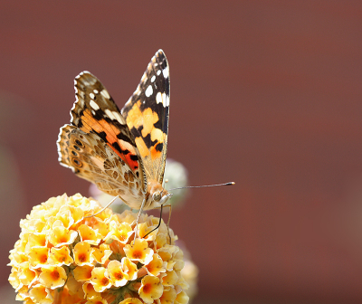 <i class='fa fa-user'></i>&nbsp;Paul Vandebroek&nbsp;|  Distelvlinder&nbsp; <i class='fa fa-eye'>&nbsp;50</i> &nbsp;<i class='fa fa-thumbs-up'>&nbsp;1</i> &nbsp; <i class='fa fa-comment-o'>&nbsp;5</i>