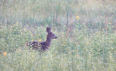 <i class='fa fa-user'></i>&nbsp;nelappelmelk&nbsp;|  Ree&nbsp; <i class='fa fa-eye'>&nbsp;74</i> &nbsp;<i class='fa fa-thumbs-up'>&nbsp;2</i> &nbsp; <i class='fa fa-comment-o'>&nbsp;6</i>