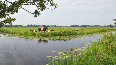 <i class='fa fa-user'></i>&nbsp;kooyammers&nbsp;|  Lakenvelders&nbsp; <i class='fa fa-eye'>&nbsp;91</i> &nbsp;<i class='fa fa-thumbs-up'>&nbsp;3</i> &nbsp; <i class='fa fa-comment-o'>&nbsp;3</i>