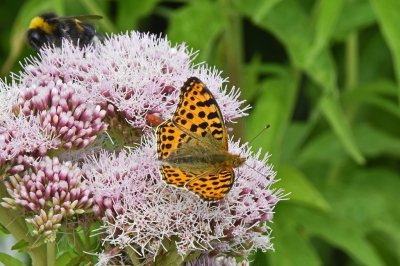 <i class='fa fa-user'></i>&nbsp;kooyammers&nbsp;|  Kleine Parelmoervlinder&nbsp; <i class='fa fa-eye'>&nbsp;63</i> &nbsp;<i class='fa fa-thumbs-up'>&nbsp;1</i> &nbsp; <i class='fa fa-comment-o'>&nbsp;3</i>