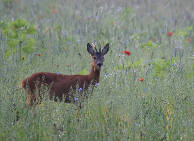 <i class='fa fa-user'></i>&nbsp;robert-jan&nbsp;|  Ree&nbsp; <i class='fa fa-eye'>&nbsp;78</i> &nbsp;<i class='fa fa-thumbs-up'>&nbsp;1</i> &nbsp; <i class='fa fa-comment-o'>&nbsp;3</i>