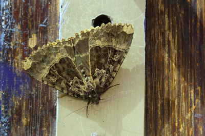 <i class='fa fa-user'></i>&nbsp;Nel R&nbsp;|  Zwart Weeskind&nbsp; <i class='fa fa-eye'>&nbsp;60</i> &nbsp; <i class='fa fa-comment-o'>&nbsp;6</i>