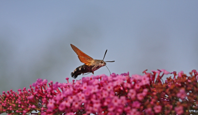 <i class='fa fa-user'></i>&nbsp;Cor&nbsp;|  Kolibrievlinder&nbsp; <i class='fa fa-eye'>&nbsp;108</i> &nbsp;<i class='fa fa-thumbs-up'>&nbsp;8</i> &nbsp; <i class='fa fa-comment-o'>&nbsp;9</i>