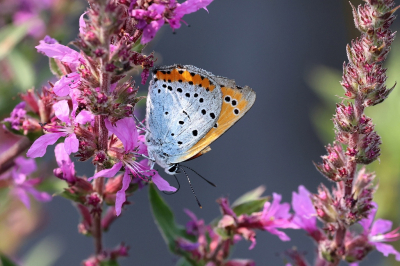 <i class='fa fa-user'></i>&nbsp;Henk Baptist&nbsp;|  Grote Vuurvlinder&nbsp; <i class='fa fa-eye'>&nbsp;79</i> &nbsp;<i class='fa fa-thumbs-up'>&nbsp;1</i> &nbsp; <i class='fa fa-comment-o'>&nbsp;1</i>
