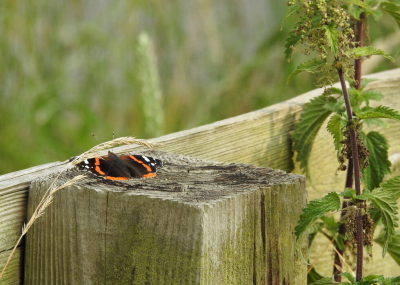 <i class='fa fa-user'></i>&nbsp;Jovanzo&nbsp;|  Atalanta&nbsp; <i class='fa fa-eye'>&nbsp;77</i> &nbsp;<i class='fa fa-thumbs-up'>&nbsp;3</i> &nbsp; <i class='fa fa-comment-o'>&nbsp;1</i>