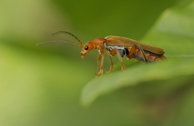 <i class='fa fa-user'></i>&nbsp;janvangastel&nbsp;|  Geel Soldaatje&nbsp; <i class='fa fa-eye'>&nbsp;62</i> &nbsp;<i class='fa fa-thumbs-up'>&nbsp;3</i> &nbsp; <i class='fa fa-comment-o'>&nbsp;4</i>