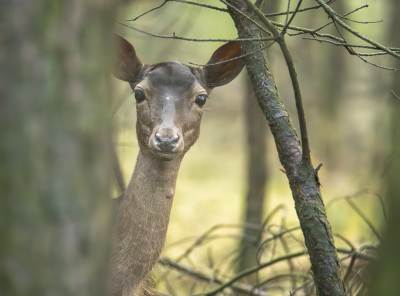 <i class='fa fa-user'></i>&nbsp;ErnovanDoorn&nbsp;|  Damhert&nbsp; <i class='fa fa-eye'>&nbsp;63</i> &nbsp;<i class='fa fa-thumbs-up'>&nbsp;1</i> &nbsp; <i class='fa fa-comment-o'>&nbsp;1</i>