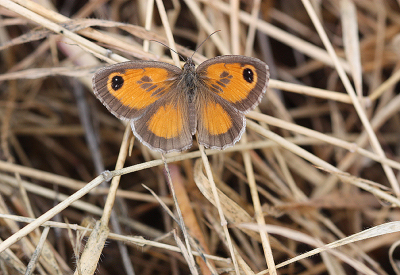 <i class='fa fa-user'></i>&nbsp;Paul Vandebroek&nbsp;|  Zuidelijk Oranje Zandoogje&nbsp; <i class='fa fa-eye'>&nbsp;57</i> &nbsp;<i class='fa fa-thumbs-up'>&nbsp;2</i> &nbsp; <i class='fa fa-comment-o'>&nbsp;3</i>