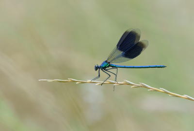 <i class='fa fa-user'></i>&nbsp;Jurgen Maassen&nbsp;|  Weidebeekjuffer&nbsp; <i class='fa fa-eye'>&nbsp;92</i> &nbsp;<i class='fa fa-thumbs-up'>&nbsp;12</i> &nbsp; <i class='fa fa-comment-o'>&nbsp;4</i>