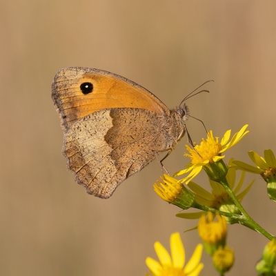 <i class='fa fa-user'></i>&nbsp;Johan van Gurp&nbsp;|  Bruin Zandoogje&nbsp; <i class='fa fa-eye'>&nbsp;60</i> &nbsp;<i class='fa fa-thumbs-up'>&nbsp;4</i> &nbsp; <i class='fa fa-comment-o'>&nbsp;4</i>