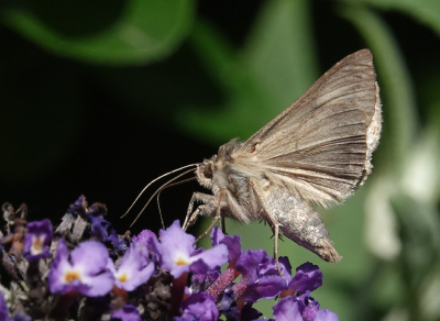 <i class='fa fa-user'></i>&nbsp;ko katsman&nbsp;|  Gamma-uil&nbsp; <i class='fa fa-eye'>&nbsp;77</i> &nbsp;<i class='fa fa-thumbs-up'>&nbsp;1</i> &nbsp; <i class='fa fa-comment-o'>&nbsp;1</i>