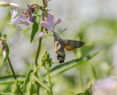 <i class='fa fa-user'></i>&nbsp;Tim Oord&nbsp;|  Kolibrievlinder&nbsp; <i class='fa fa-eye'>&nbsp;66</i> &nbsp;<i class='fa fa-thumbs-up'>&nbsp;1</i> &nbsp; <i class='fa fa-comment-o'>&nbsp;2</i>