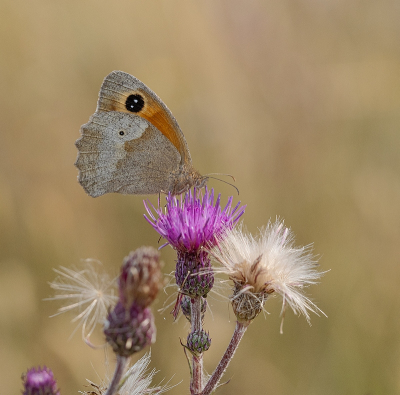 <i class='fa fa-user'></i>&nbsp;Tim Oord&nbsp;|  Bruin Zandoogje&nbsp; <i class='fa fa-eye'>&nbsp;72</i> &nbsp;<i class='fa fa-thumbs-up'>&nbsp;4</i> &nbsp; <i class='fa fa-comment-o'>&nbsp;3</i>